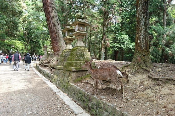 Relax in Nara: Deer Park, Todai-ji Temple and Merchants Town - Accessibility and Restrictions
