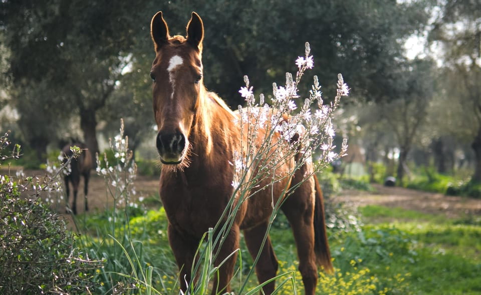 Relax & Mindfulness With Horses in Vejer De La Frontera - Key Points