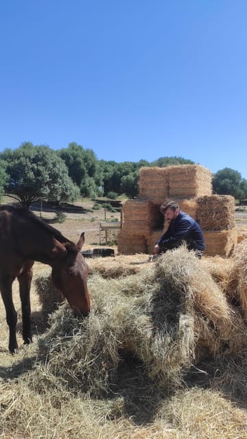 Relax & Mindfulness With Horses in Vejer De La Frontera - What to Expect During the Session