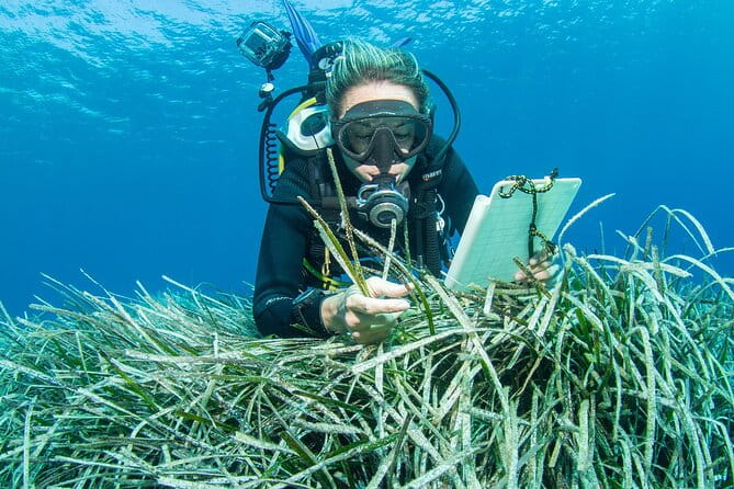 Research diving with a Marine Biologist in Crete - Who Will Love This Experience?