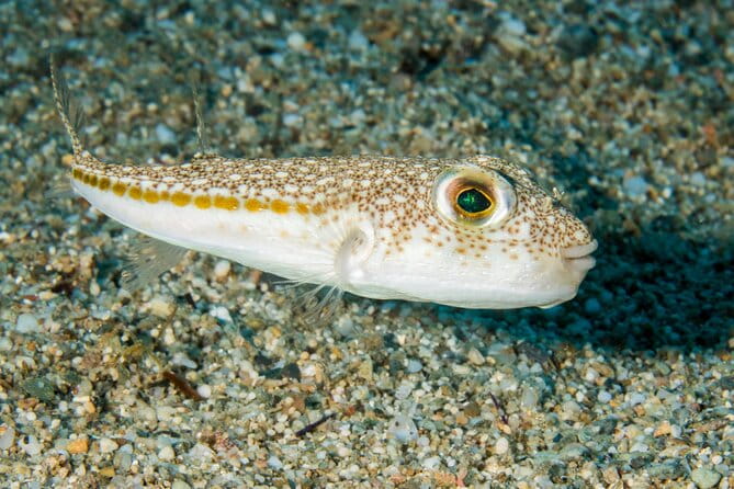 Research diving with a Marine Biologist in Crete - Price and Value