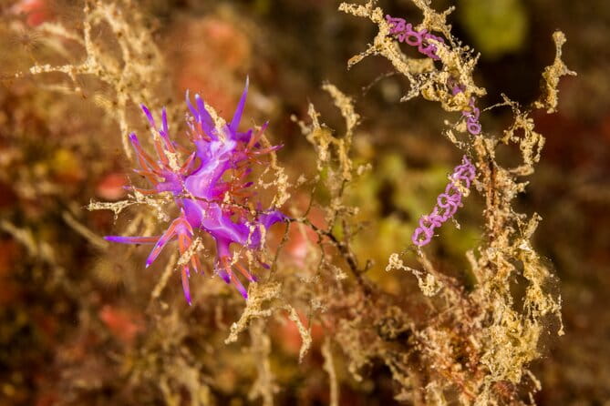 Research diving with a Marine Biologist in Crete - FAQ