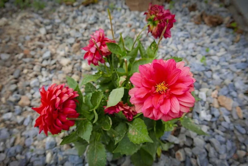 Rethymno: Chrysoula's Cretan Home Cooking Lessons - The Hospitality Experience: More Than Just Cooking