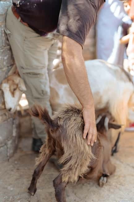 Rethymno: Shepherd For A Day - Key points / Takeaways