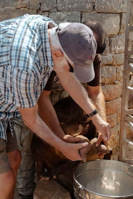 Rethymno: Shepherd For A Day - Traditional Cheese-Making Over an Open Fire
