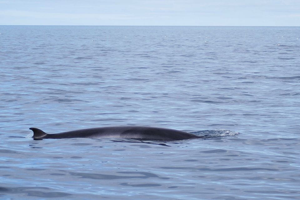 Reykjavik: 3-Hour Whale Watching Tour - Environmentally Certified Company