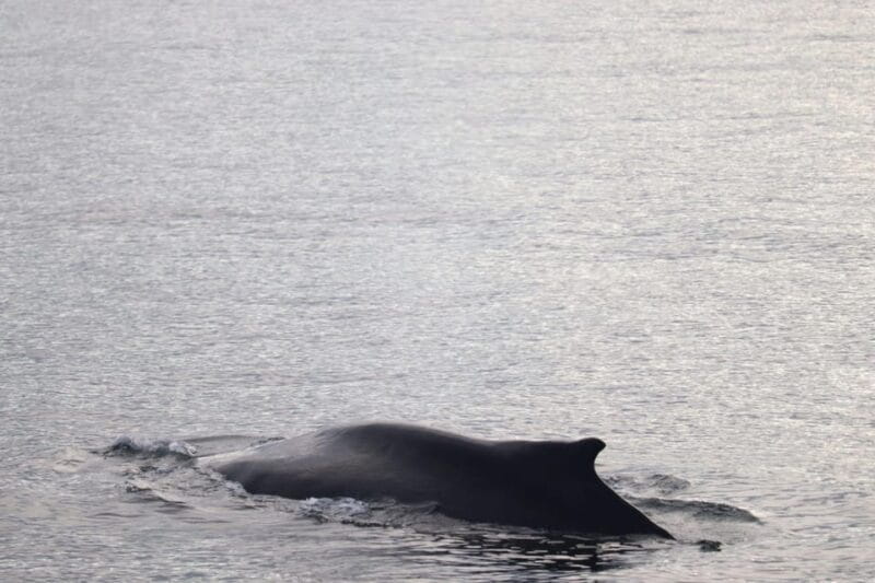 Reykjavik: 9pm Whale Watching Cruise in the Arctic Sun - An In-Depth Look at the Arctic Sun Whale Watch Experience