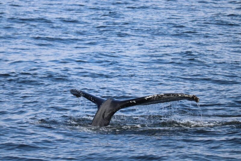 Reykjavik: 9pm Whale Watching Cruise in the Arctic Sun - Frequently Asked Questions (FAQ)