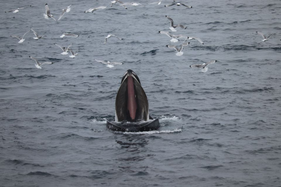 Reykjavik: Best Value Whale Watching Boat Tour - Duration and Inclusions