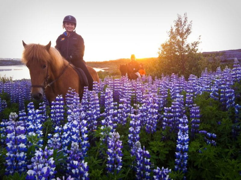 Reykjavik: Evening Sleipnir Horse Riding Tour with Pickup - Key points / Takeaways