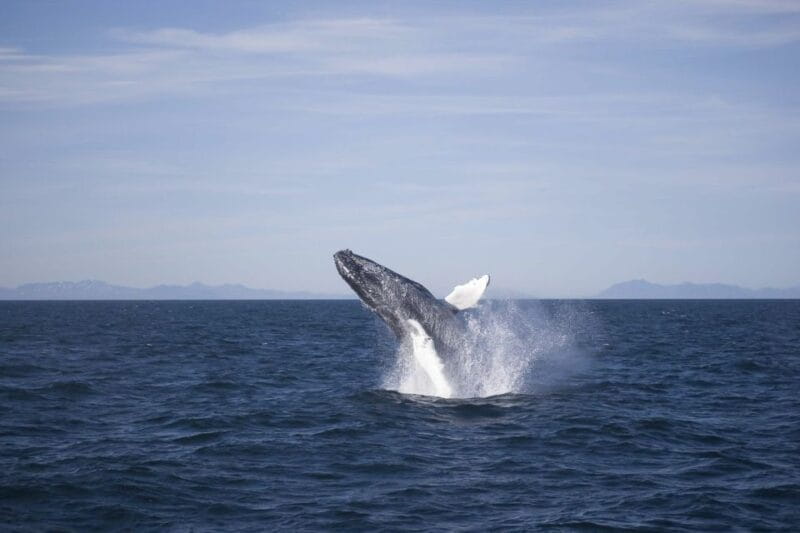 Reykjavik: the Original 3-Hour Whale Watching Tour - The Ultimate Guide to Reykjavik’s Whale Watching Experience