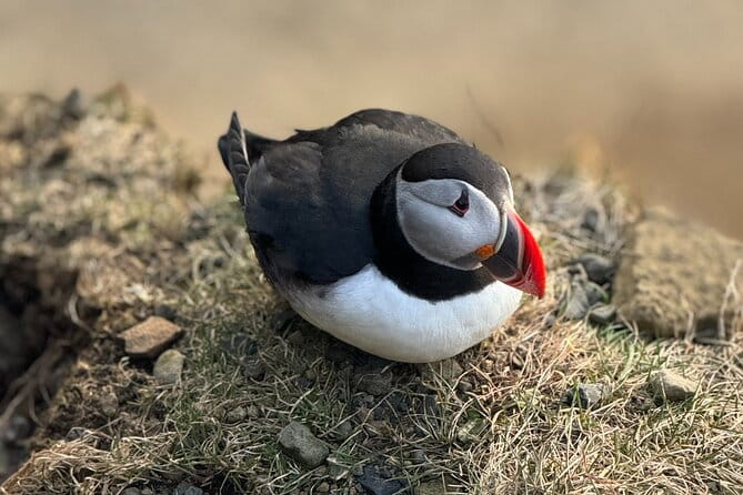 Reykjavik - Westman Islands (Bus transfer to Landeyjahöfn) - Final Thoughts: Who Will Love This Service?