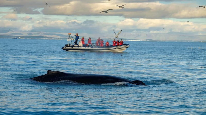 Reykjavik: Whale and Puffin Watching RIB Boat Tour - Wildlife and Landscape: The Core of the Experience