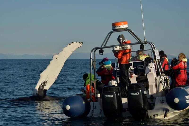 Reykjavik: Whale and Puffin Watching RIB Boat Tour - Price, Value, and Practical Details