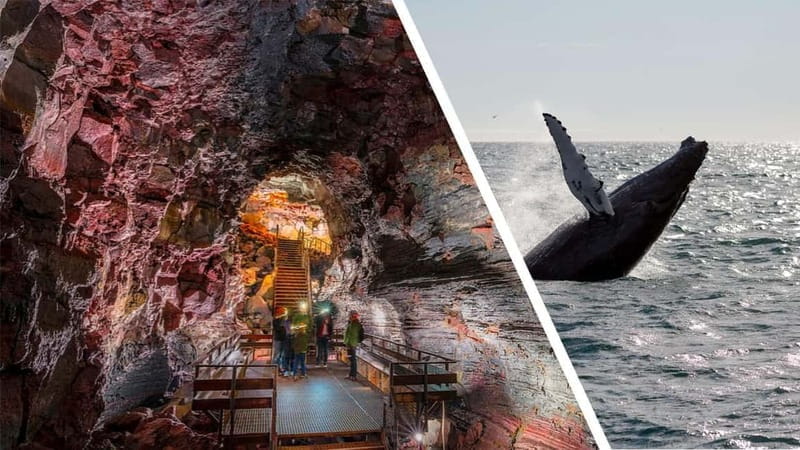 Reykjavik: Whale Watching and Lava Tunnel Combo Tour - The Full Experience: What to Expect