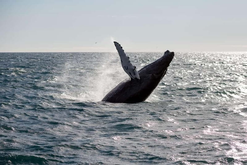 Reykjavik: Whale Watching and Lava Tunnel Combo Tour - Frequently Asked Questions