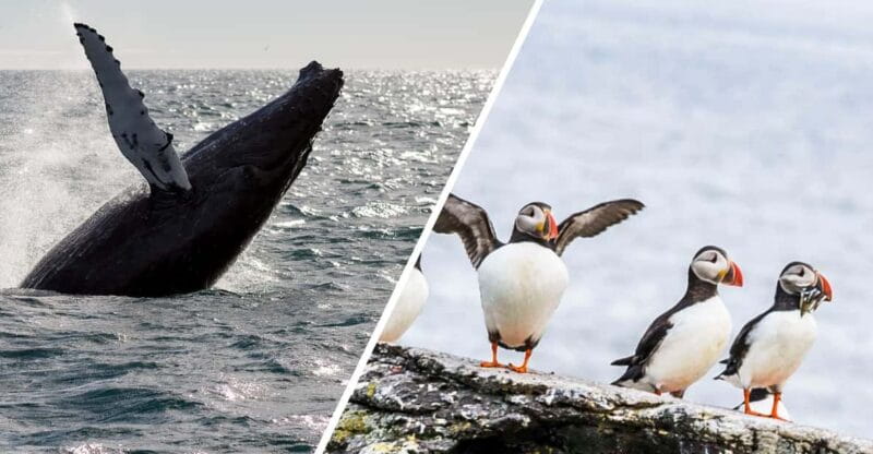 Reykjavik: Whale Watching and Puffin Excursion - Key Points / Takeaways