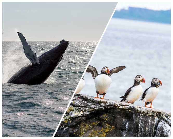Reykjavik: Whale Watching and Puffin Excursion - Who Should Consider This Tour?