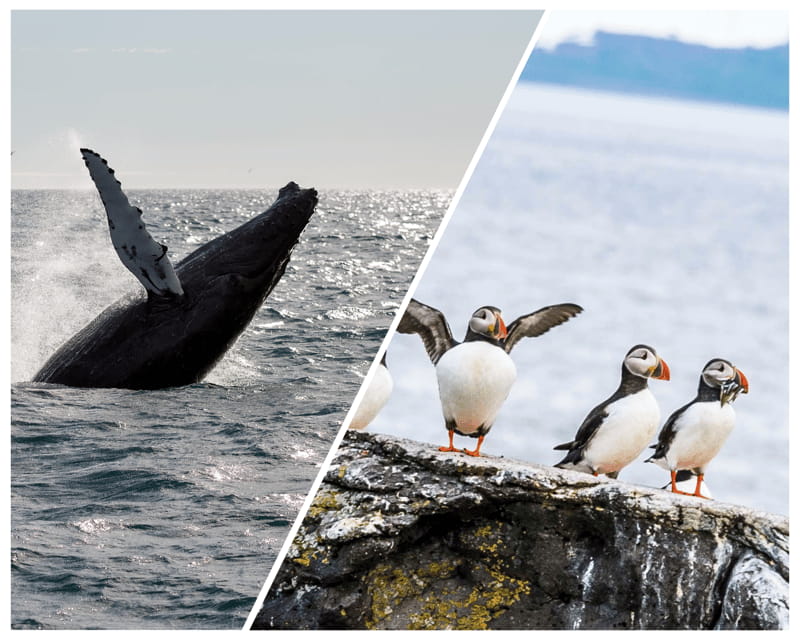 Reykjavik: Whale Watching and Puffin Excursion - FAQ