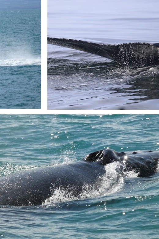 Reykjavík: Whale Watching Cruise and FlyOver Combo Ticket - Price, Logistics, and Overall Value