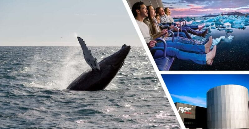Reykjavík: Whale Watching Cruise and FlyOver Combo Ticket - Who Should Consider This Tour?