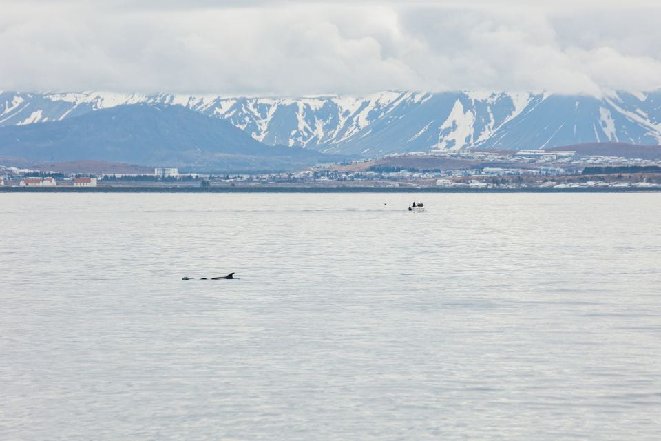 Reykjavik: Whale Watching Cruise on the Amelia Rose Yacht - Best Time for Whale Watching