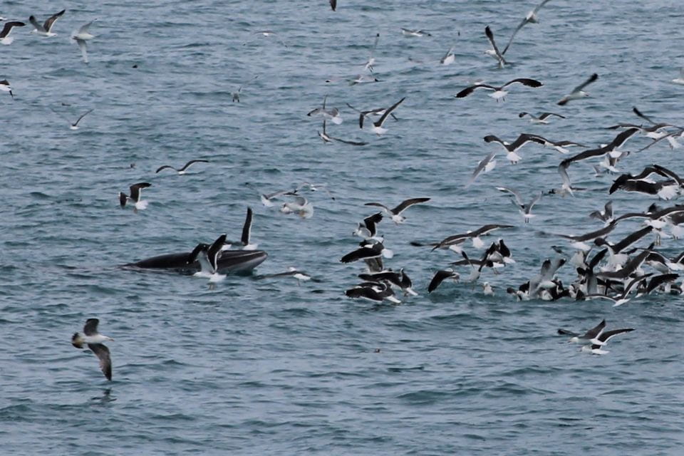 Reykjavik: Whale Watching Excursion & Whale Exhibition - Flexible Museum Ticket