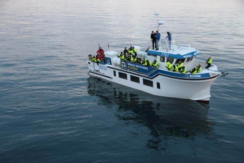Reykjavik: Whale Watching Express - A comprehensive look at the Reykjavik Whale Watching Express