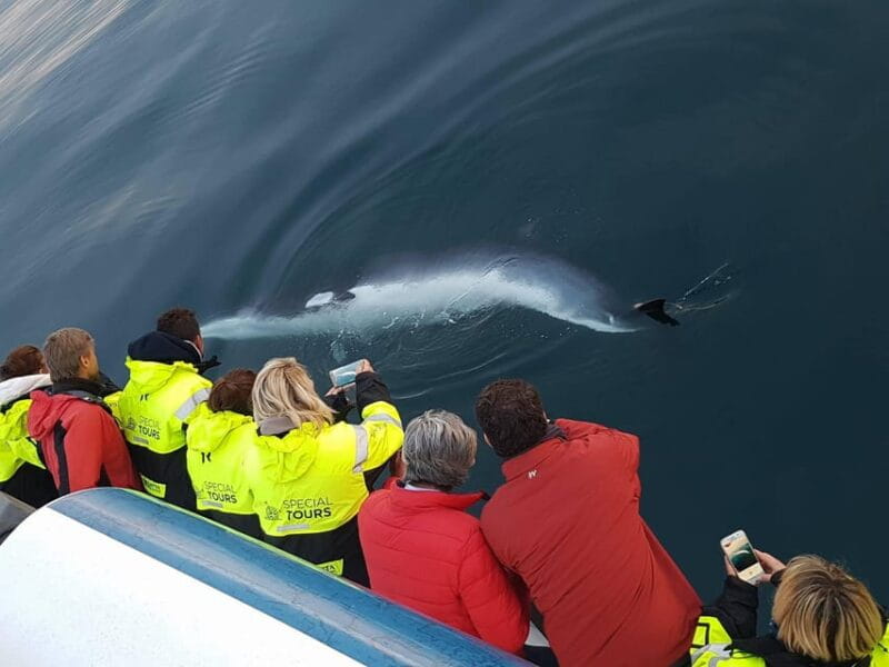 Reykjavik: Whale Watching & Lava Show - Exploring Iceland’s Elements: Lava and Whales in One Day
