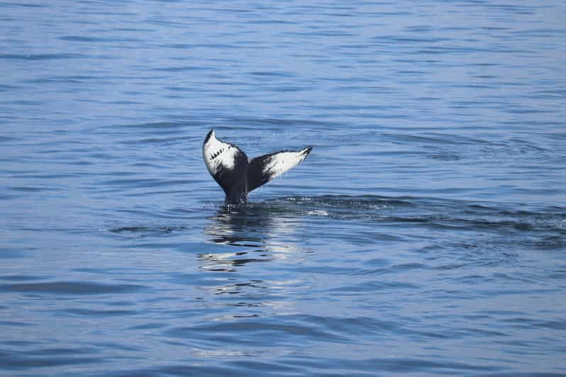 Reykjavik: Whale Watching Morning Expedition - Key points / Takeaways