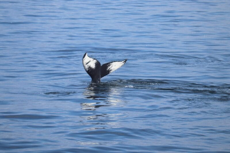 Reykjavik: Whale Watching Morning Expedition - Who Would Love This Tour?