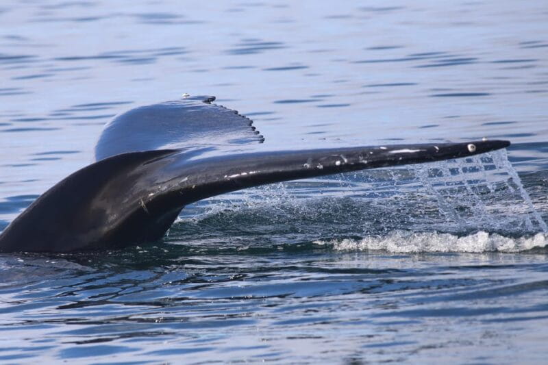 Reykjavik: Whale Watching Morning Expedition - FAQ