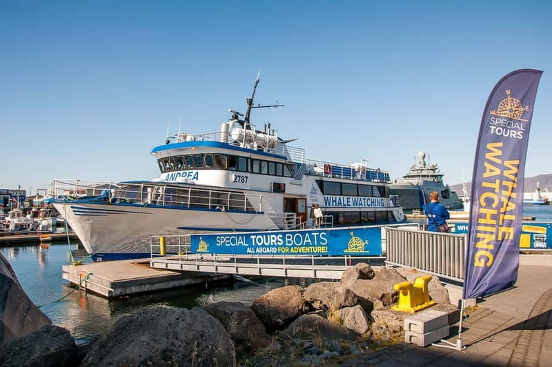 Reykjavik: Whale Watching Tour with Expert Guide - Key points / Takeaways