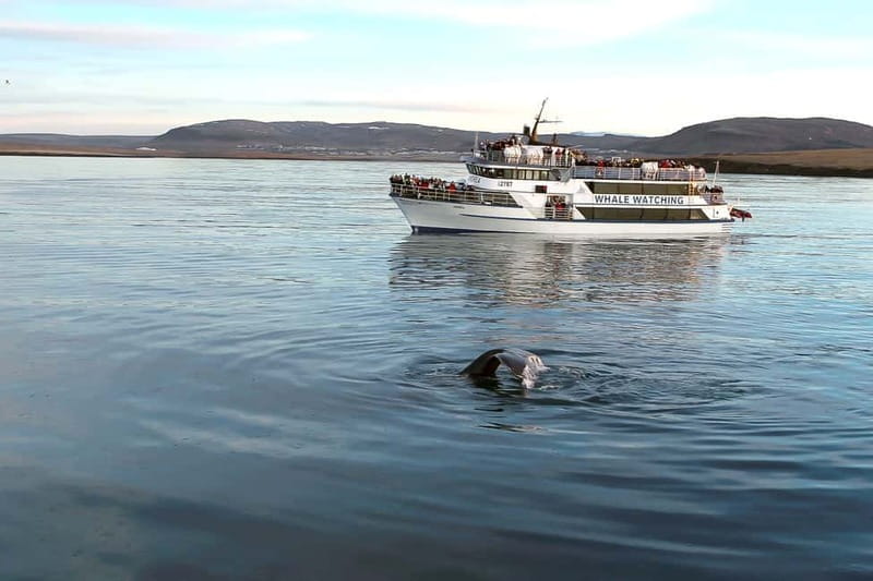 Reykjavik: Whale Watching Tour with Expert Guide - Who Will Love This Tour?