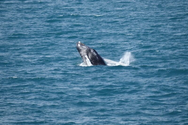Reykjavik: Whale Watching Tour with Express Option - A Detailed Look at the Whale Watching Experience from Reykjavik