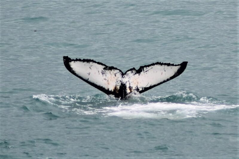 Reykjavik: Whale Watching Tour with Express Option - Price and Value: Does the Cost Match the Experience?