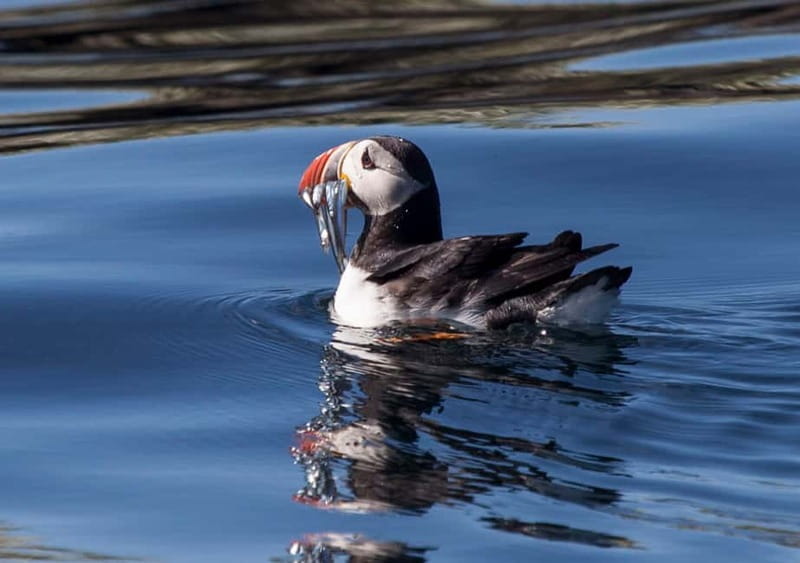 Reykjavik: Whales and Puffins Express Cruise Combo Tour - Key points / Takeaways from the Reykjavik Whales and Puffins Tour