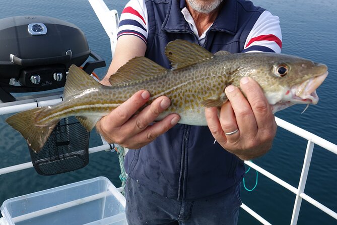 Reykjaviks Finest Catch: Guided Sea Angling Tour for All Levels - Meeting Point and Arrival