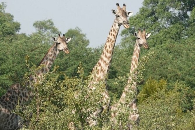 Rhino Walking Safari - Additional Considerations