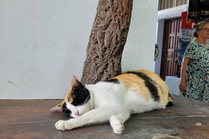 Rhodes Airport: One-way Private Luxury Transfer from Airport - The Sum Up: Who Should Book This Transfer?