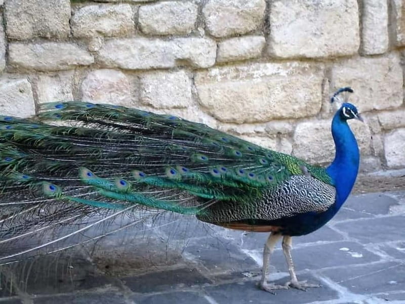 Rhodes: Butterfly Valley and Filerimos Hill Bus Trip - Practical Considerations and Tips