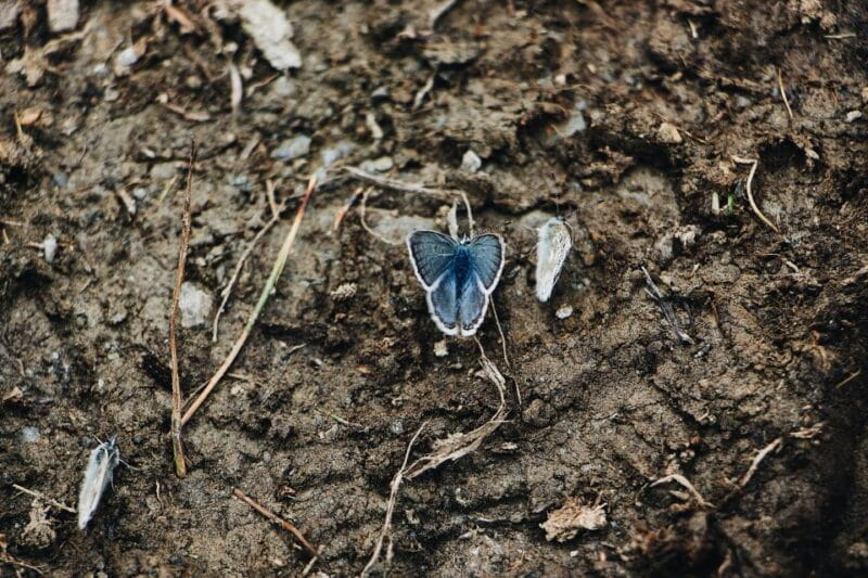 Rhodes: Butterfly Valley and Mini Cruise to Chalki Island - Starting with Convenience: Hotel Pickup and the Journey Begins