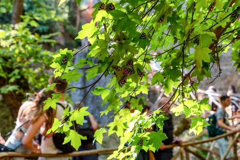 Rhodes: Butterfly Valley Half-Day Bus Trip - Key points / Takeaways