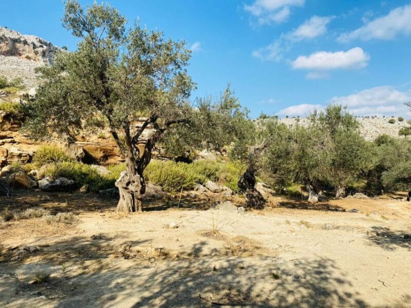 Rhodes: Guided Hike to 7 springs from Archangelos - Who Should Consider This Tour?
