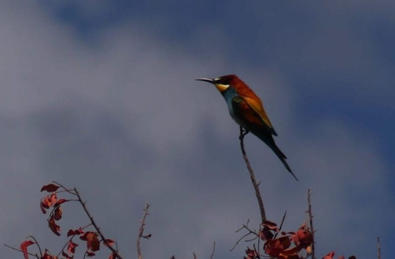 Rhodes: Safari with experienced driver - South pick ups - Practical Tips for a Smooth Safari Experience