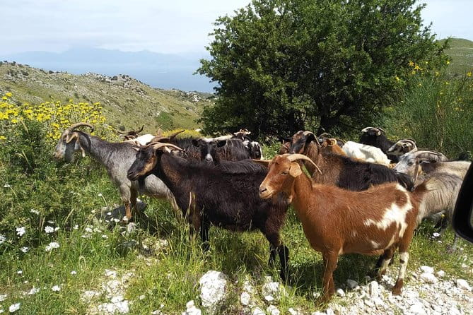 Rhodes Uncharted South Safari: Mountains, Monasteries, & Flavors - Discovering Hidden Gems: Monolithos and Siana