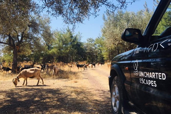 Rhodes Uncharted South Safari: Mountains, Monasteries, & Flavors - The Practicalities: Transportation, Timing, and Suitability