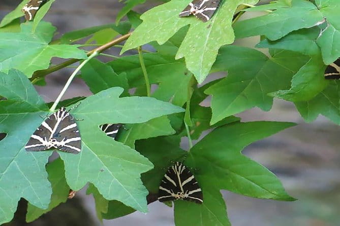 RHODES WINE TOUR - Private Half Day tour - 4 pax - The Sum Up: A Wine-Soaked Day in Rhodes