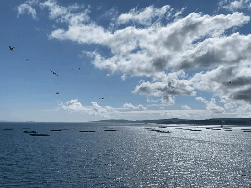 Ría de Arousa: Daytime or Sunset Sailboat Cruise with drinks - The Highlights of the Scenic Stops