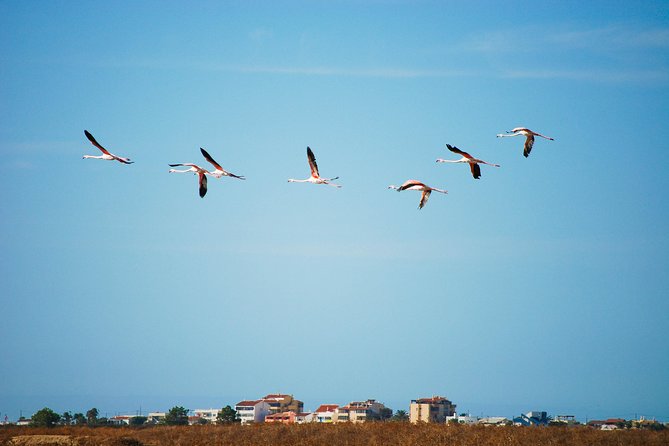Ria Formosa Natural Park Birdwatching Segway Tour From Faro - Birdwatching Experience